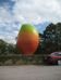 Big_mango