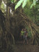 Atherton_forest