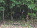Trib_cassowary